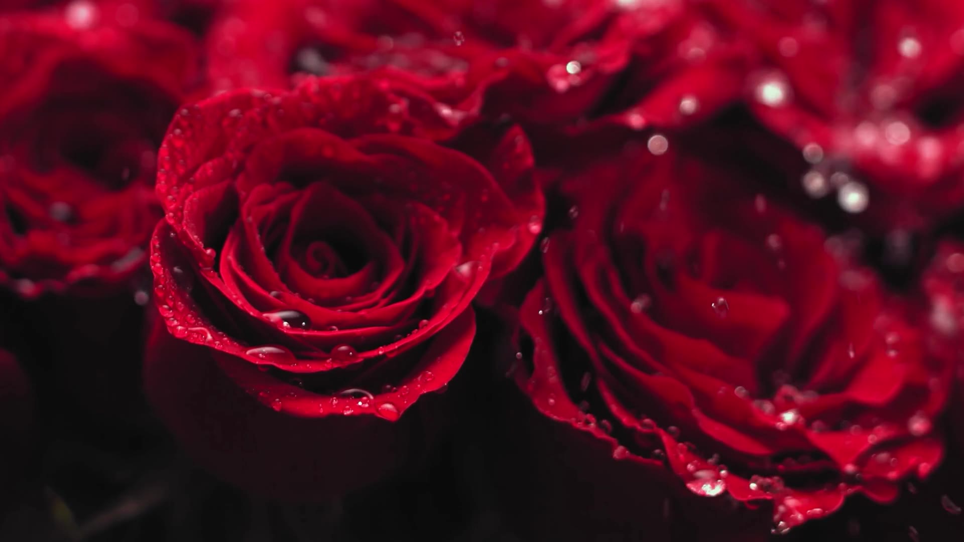 Red Roses